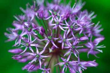 Bahçedeki renkli bahar bitkileri