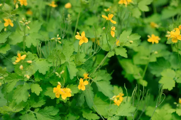 Bahçedeki renkli bahar bitkileri