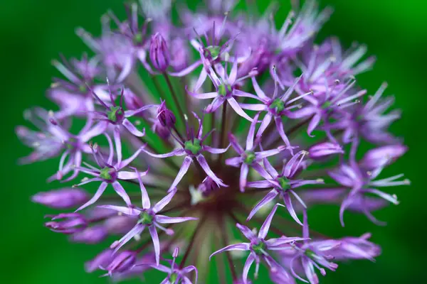 Bahçedeki renkli bahar bitkileri