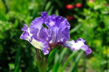 Yaz bahçesinde renkli zambak