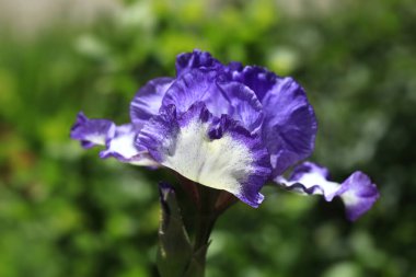 Yaz bahçesinde renkli zambak