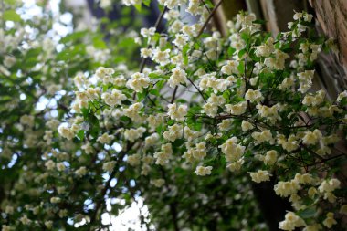 Yasemin ağacının beyaz çiçekleri