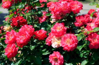 Yaz bahçesinde renkli güller