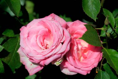 Yaz bahçesinde renkli güller