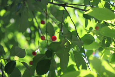 Kiraz ağacında kırmızı kiraz