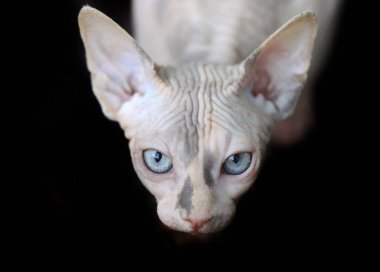 Şirin sfenks kedisinin portresi.