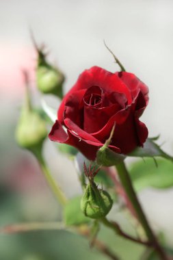 Sumeer Garden 'da renkli güller