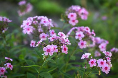 Yaz bahçesinde renkli çiçekler