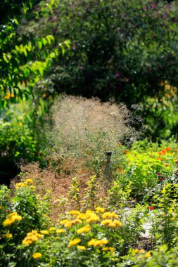 Yaz bahçesinde renkli çiçekler