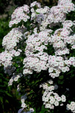 Yaz bahçesinde renkli çiçekler