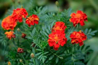 Yaz bahçesinde renkli çiçekler