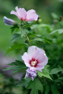 Yaz bahçesinde renkli çiçekler