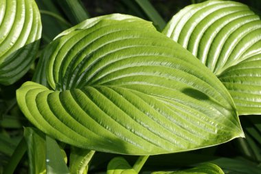 Yaz bahçesinde büyük yeşil yapraklar