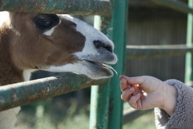 Şirin kahverengi lama portresi