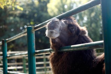 Şirin büyük deve portresi