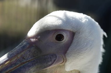 Şirin beyaz pelikan portresi