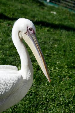 Şirin beyaz pelikan portresi