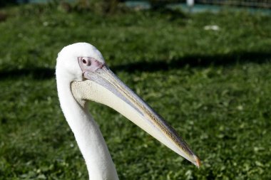 Şirin beyaz pelikan portresi