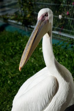 Şirin beyaz pelikan portresi