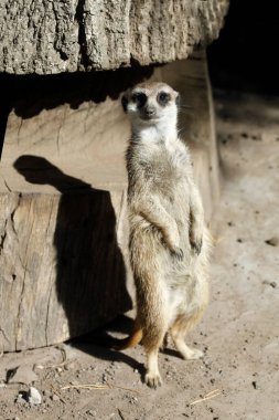 Şirin küçük mirket portresi