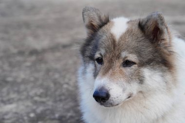 Sevimli Tayland Bang Keaw köpeğinin portresi