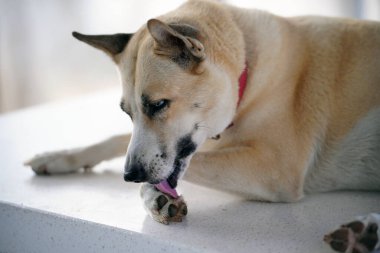 Köpekler kaşıntıdan kaşınıp yalayıp, kemirir, koyun kemirir. Mantar, bakteri, maya, ayak parmaklarının apış arası boyunca bazen ağızlarına bile koyuyorlar. Çeşitli patojenlerin sindirilmesine neden olabilir.