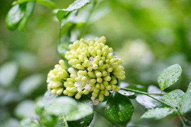 Andaman Satinwood, Yağmur damlalı Turuncu Yasemin.