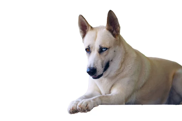 Retrato Perro Mirando Sobre Fondo Blanco — Foto de Stock