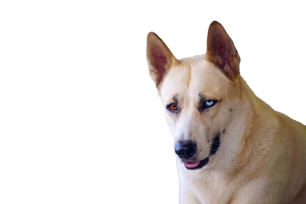 Portrét Psa Při Pohledu Bílém Pozadí — Stock fotografie