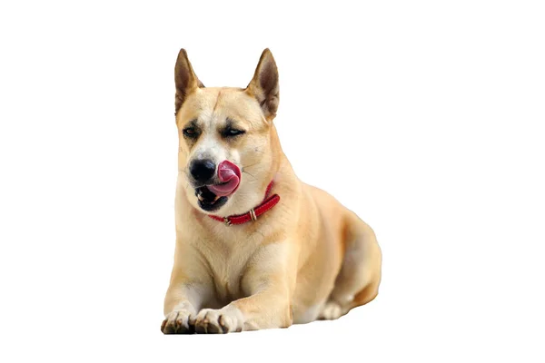 Портрет Собаки Дивиться Білому Тлі — стокове фото
