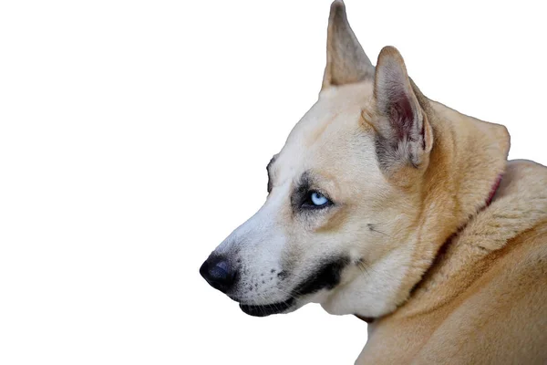 Beyaz Arkaplanda Izole Bir Yüz Köpeği Portresi — Stok fotoğraf