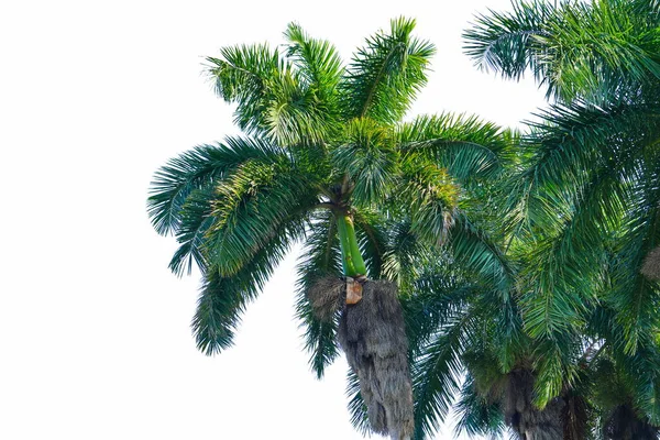 Areca Palm Betal Nut Tree Izolowane Białym Tle — Zdjęcie stockowe