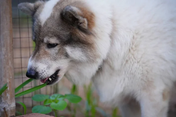 Pies Trawę Ich Ciała Tego Wymagają Trawa Oczyszcza Organizm Zwierzęcia — Zdjęcie stockowe