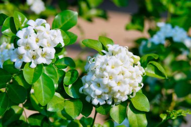 Andaman Satinwood, Turuncu Yasemin. Yılda birkaç kez çiçek açılabilir.