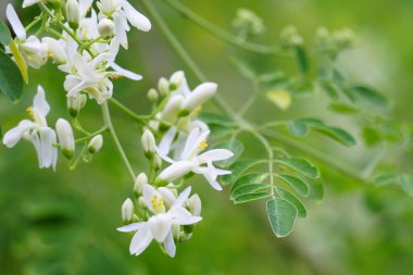 Moringa ağacı çiçekleri. Yabanturpu ya da Kalamunggay, but, Moringa oleifera. Yılda birkaç kez çiçek açılabilir. Çiçekler beyaz, çiçeğin tadı acı ve tatlı, yakından bak.