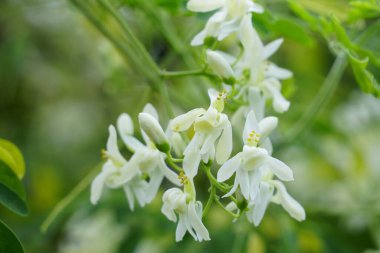 Moringa ağacı çiçekleri. Yabanturpu ya da Kalamunggay, but, Moringa oleifera. Yılda birkaç kez çiçek açılabilir. Çiçekler beyaz, çiçeğin tadı acı ve tatlı, yakından bak.