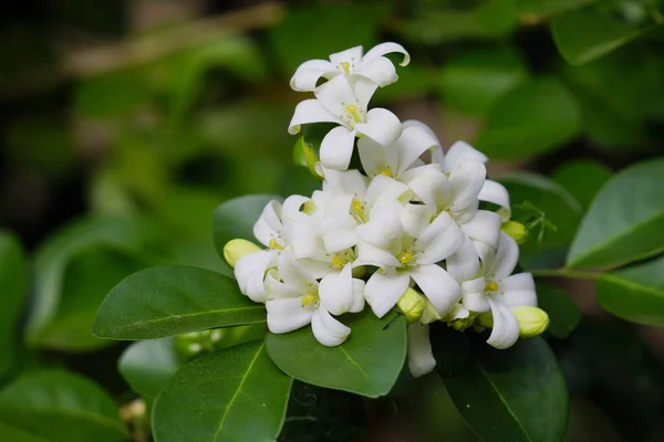 Satiné Andaman Jasmin Orange Peut Épanouir Plusieurs Fois Par — Photo