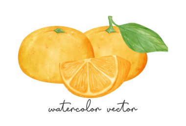 Üç taze portakallı meyve grubundan oluşan suluboya el resmi. Beyaz arka planda izole edilmiş yarı gerçekçi illüstrasyon vektörü..
