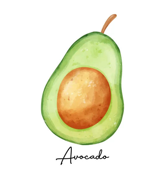 Ilustração Abacate Aquarela Fatia Orgânica Fresca Frutas Verdes —  Vetores de Stock