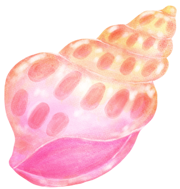 Pastel Pembe Gradyan Deniz Kabuğu Suluboya Deniz Kabuğu