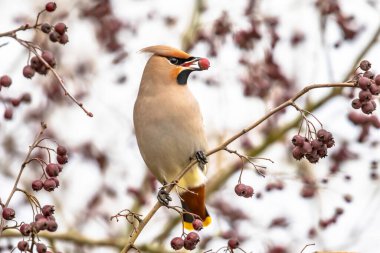 Bohem kanadı (Bombycilla garrulus) orta büyüklükte bir kuş türüdür. Kuzey Avrupa 'da ürer ve kışın Hollanda, Almanya, Slovakya ve Romanya' ya kadar güneye göç edebilir..