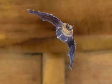 Uçan pipistrelle yarasası (Pipistrellus pipistrellus), parlak arka planlı ahşap tavan arasında çekim yapıyor.