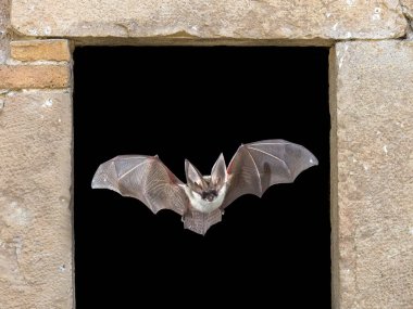 Bat flying through window. The grey long-eared bat (Plecotus austriacus) is a fairly large European bat. It has distinctive ears, long and with a distinctive fold. It hunts above woodland, often by day, and mostly for moths. clipart