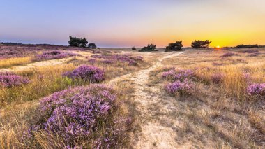 Hollanda 'daki Ulusal Park Hoge Veluwe' da, Heathland üzerinde açık gökyüzü ile güzel bir gün batımı. Avrupa 'daki doğa manzarası.