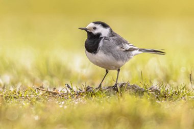 Beyaz Wagtail 'in (Motacilla alba) yeşil çayır çimlerinde oturması. Bu göçmen kuş Avrupa 'da oldukça yaygındır. Avrupa doğasının vahşi yaşam sahnesi. Hollanda.