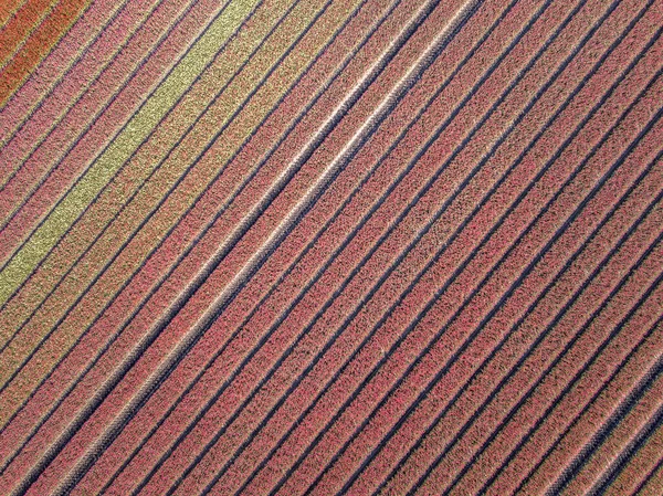 Tulpenfeld Von Oben Luftaufnahme Von Blumenzwiebelfeldern Frühling Der Nähe Von — Stockfoto
