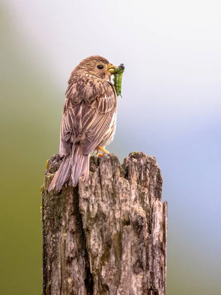 コーンバンティング Emberiza Calandra くちばしの毛虫と明るい背景にポールに腰掛けています この鳥は南ヨーロッパの農業の風景で一般的です ブルガリア ヨーロッパの自然の野生動物のスクリーン — ストック写真