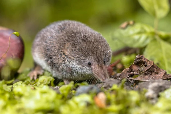 ユーラシアのピグミーショー ソレックス分 自然生息地でマウス これは世界で最も小さな哺乳類の一つです — ストック写真