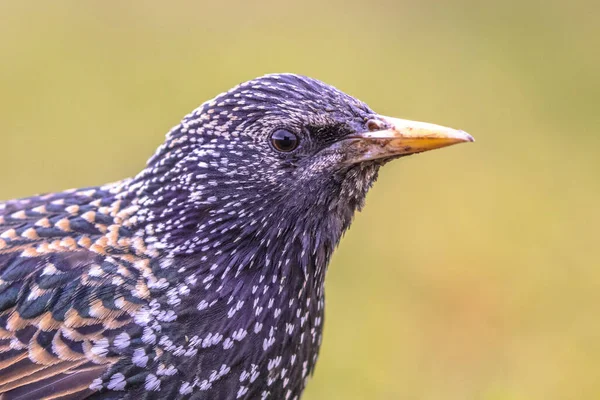 Europeisk Starling Sturnus Vulgaris Medelstor Förbipasserande Fågel Stjärnfamiljen Ett Porträtt — Stockfoto