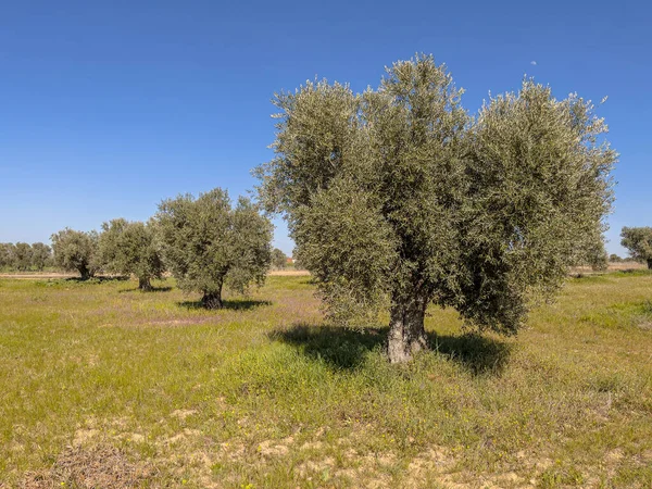 Old Olive Grove Extemadura Spanje — Stockfoto